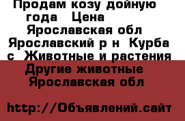 Продам козу дойную 3 года › Цена ­ 4 000 - Ярославская обл., Ярославский р-н, Курба с. Животные и растения » Другие животные   . Ярославская обл.